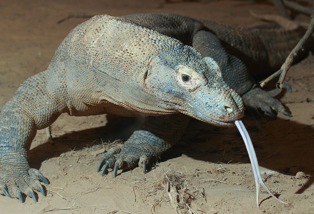 komodo dragon